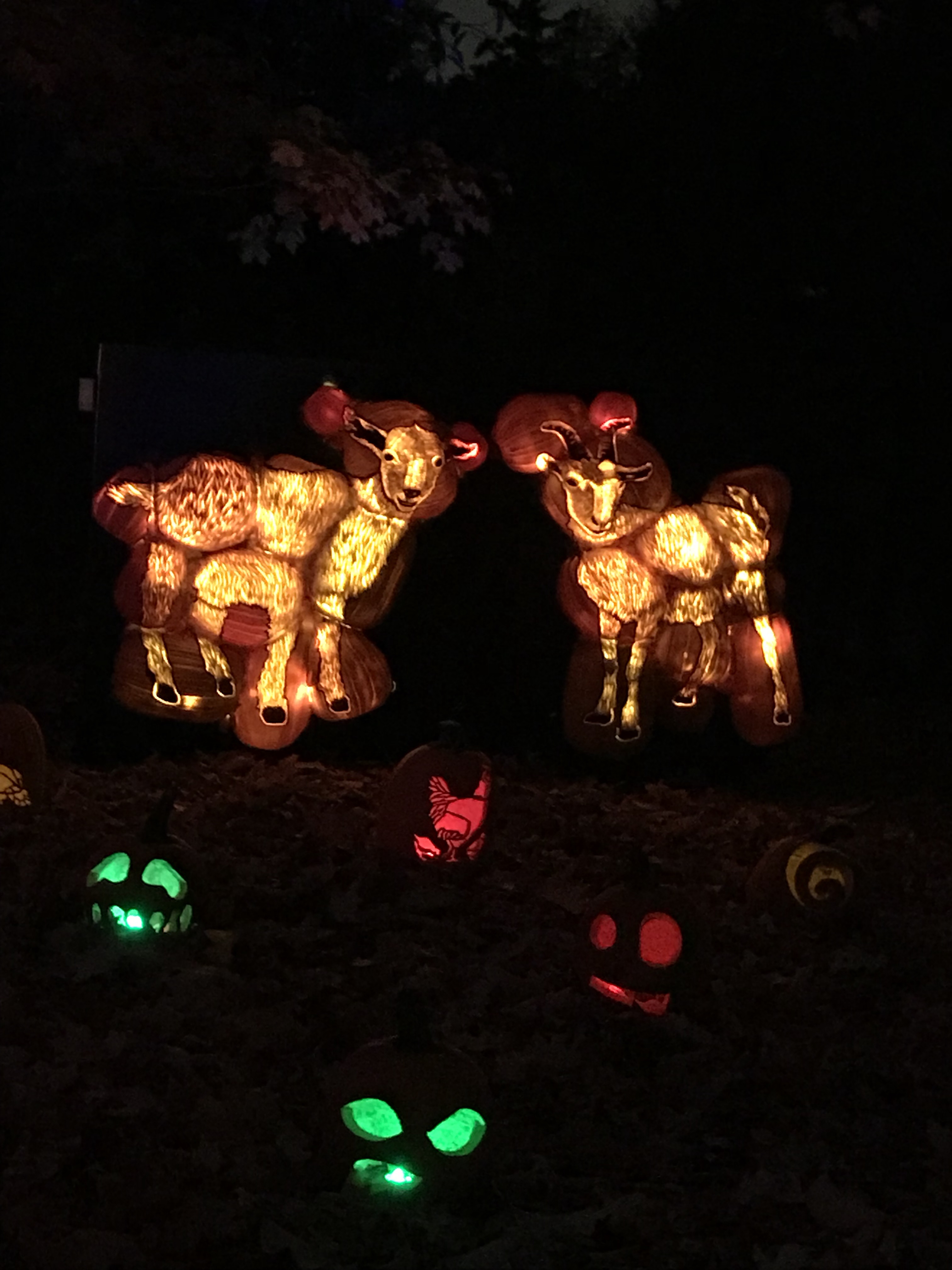 The Rise Of The Jack O Lanterns, Halloween, Spooky Walk, pumpkins, pumpkin carving