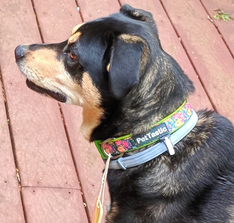 dog, dog collar, pet supplies, pets